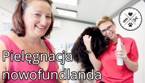 Kurs Pielęgnacji Nowofundlanda (2h)